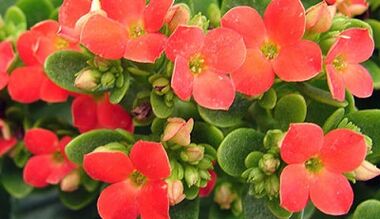 Kalanchoe за лечение на хроничен простатит